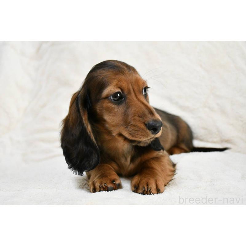 販売中の愛知県のミニチュアダックスフンド(ロングヘアード)-444596の6枚目