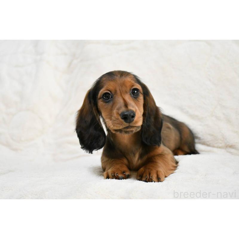 販売中の愛知県のミニチュアダックスフンド(ロングヘアード)-444596の5枚目