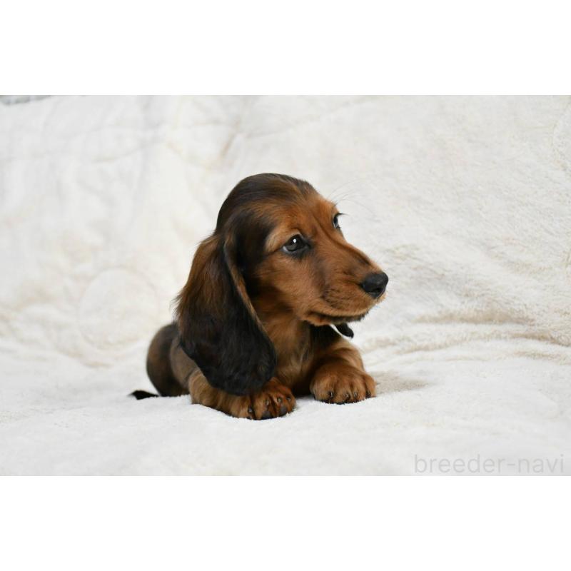 販売中の愛知県のミニチュアダックスフンド(ロングヘアード)-444596の2枚目