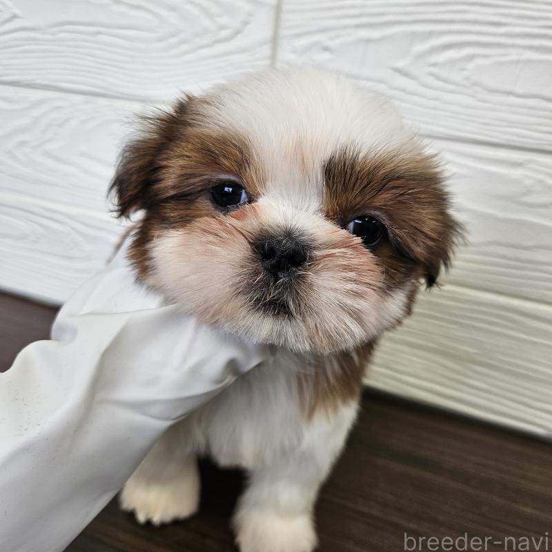 商談中の福岡県のシーズー-440789