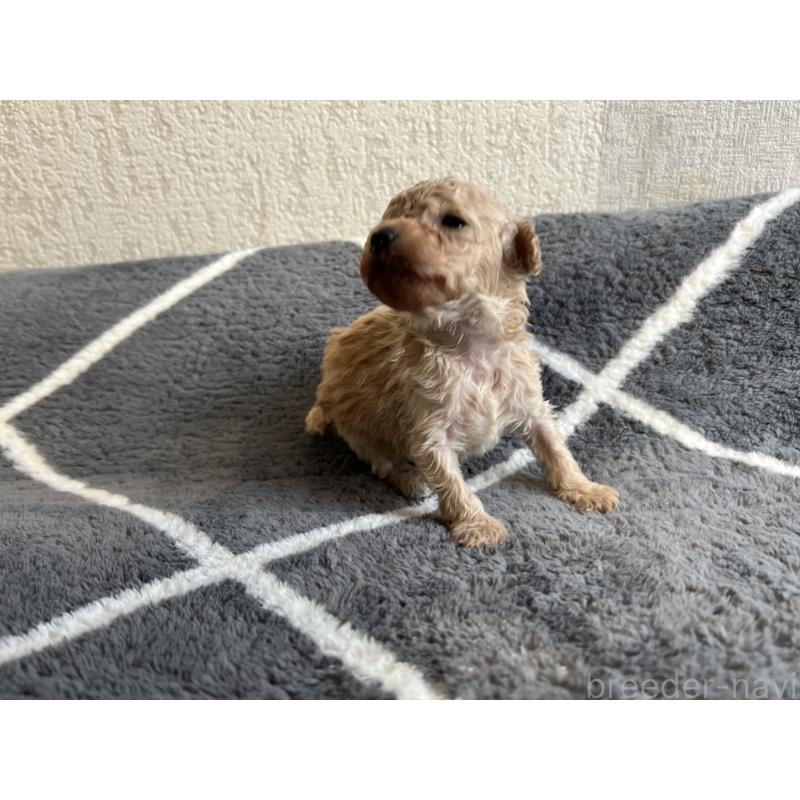 販売中の茨城県のトイプードル-444597の3枚目