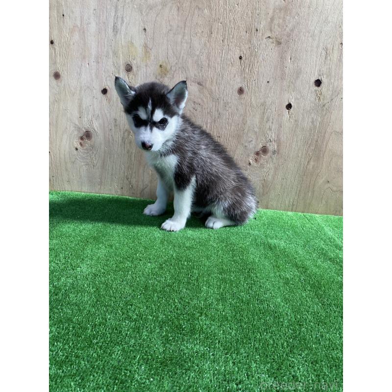 販売中の福岡県のシベリアンハスキー-444602の5枚目