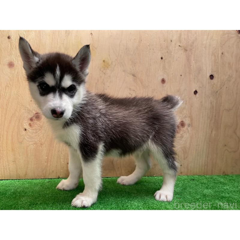 販売中の福岡県のシベリアンハスキー-444602の4枚目