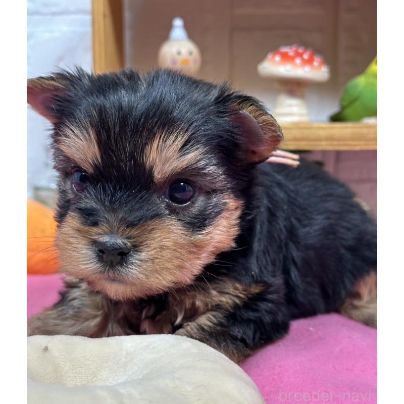 販売中の神奈川県のヨークシャーテリア-441591