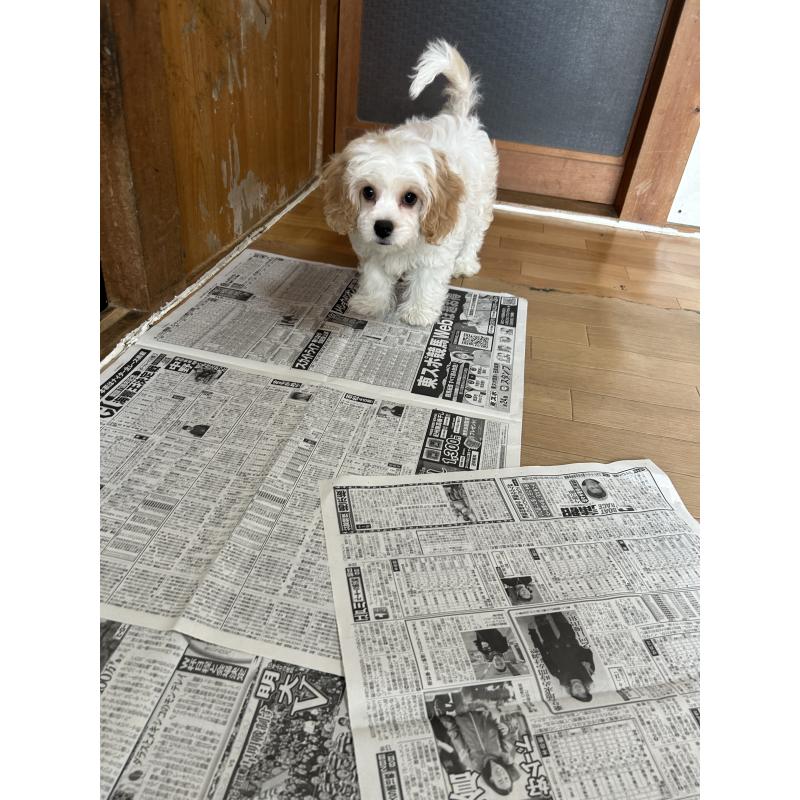 販売中の愛知県のミックス犬-430023の3枚目