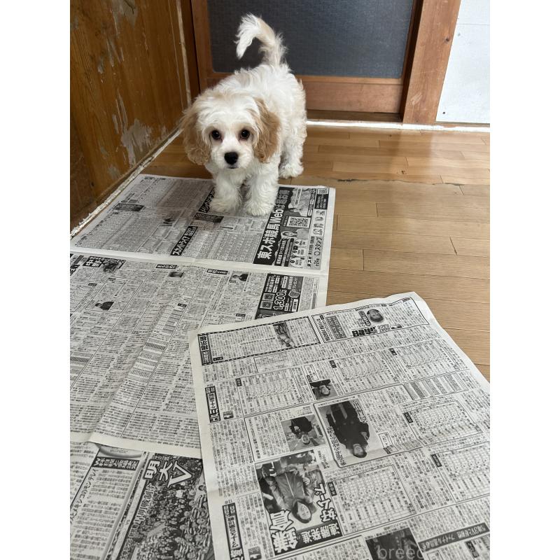 販売中の愛知県のミックス犬-430023の2枚目