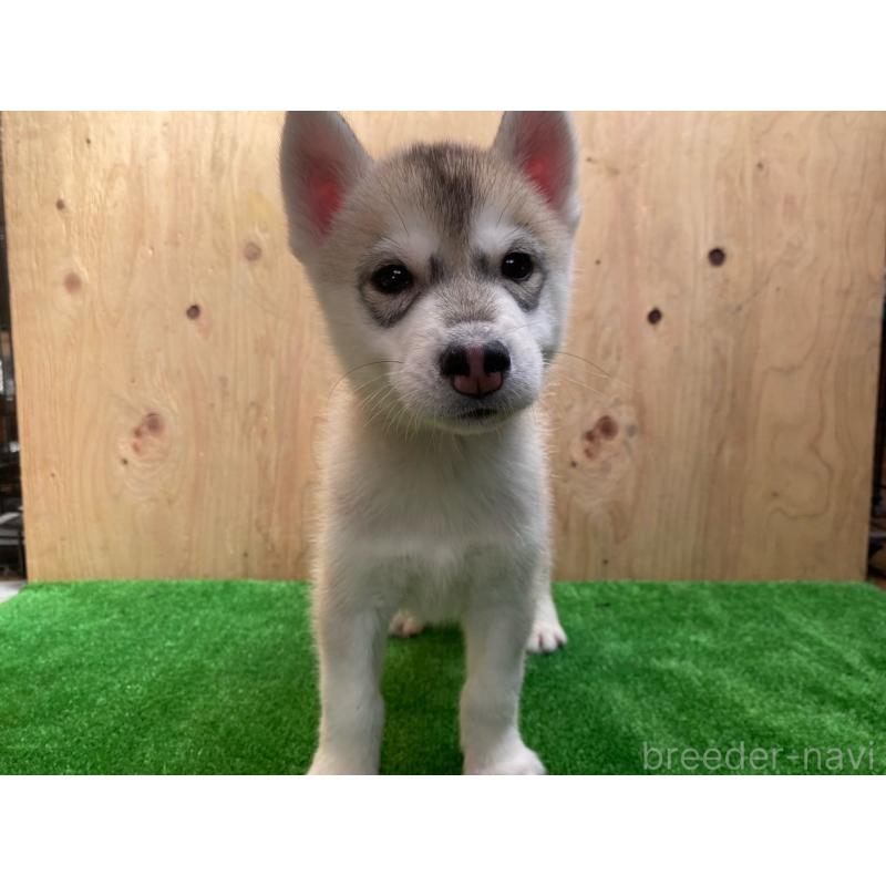 販売中の福岡県のシベリアンハスキー-444603の5枚目