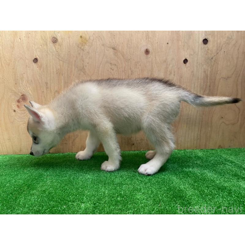 販売中の福岡県のシベリアンハスキー-444603の3枚目