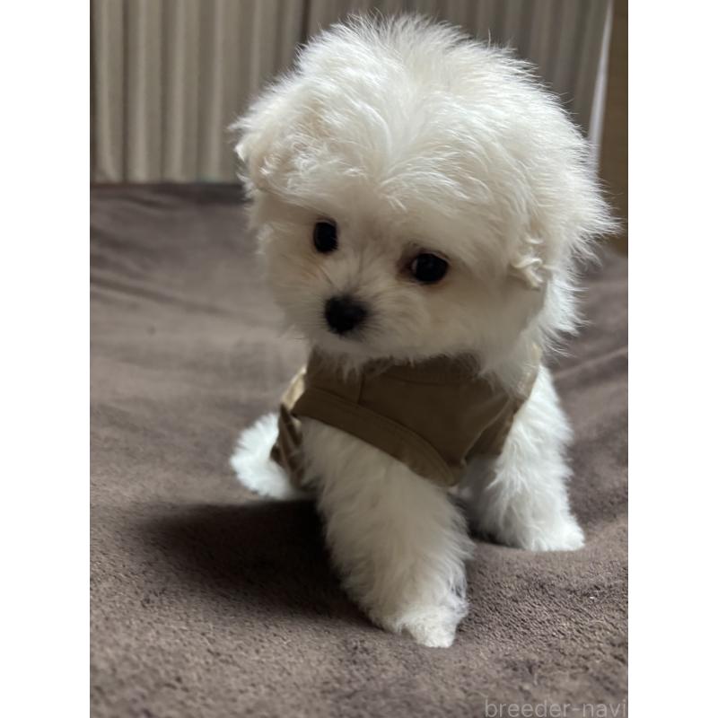 成約済の宮城県のポメプー:ポメラニアン×トイプードル-439607の2枚目