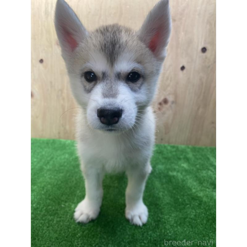 販売中の福岡県のシベリアンハスキー-444604