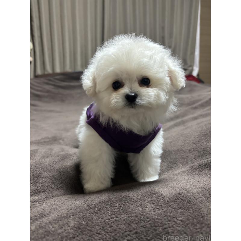 成約済の宮城県のポメプー:ポメラニアン×トイプードル-439605の2枚目