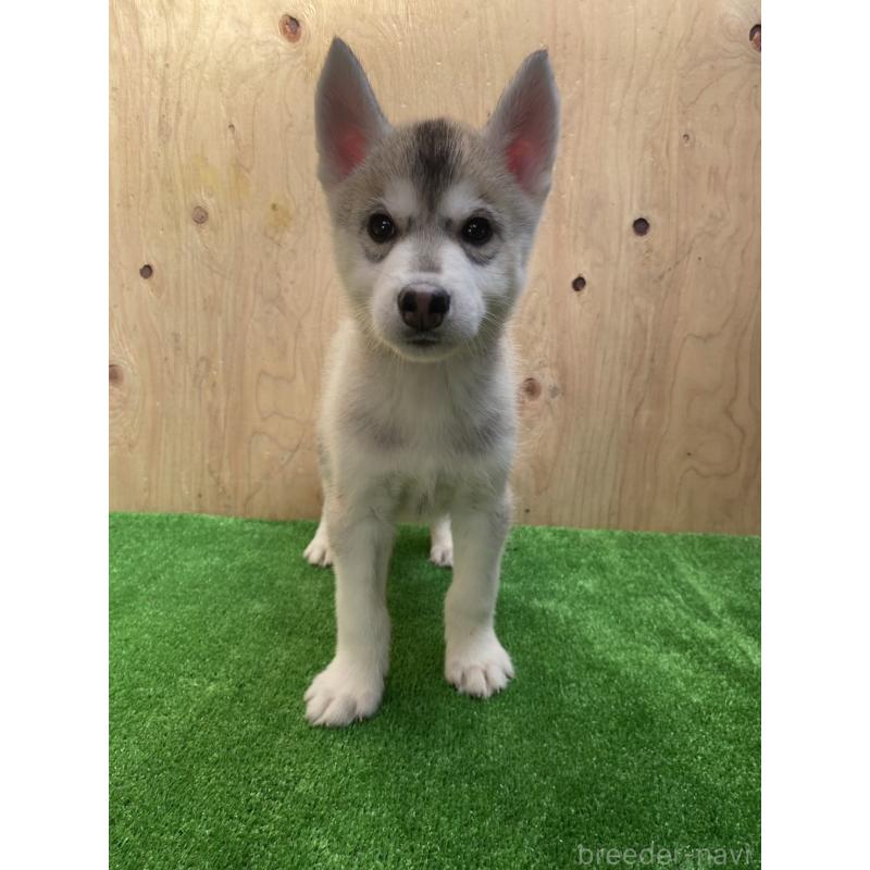 販売中の福岡県のシベリアンハスキー-444605の5枚目