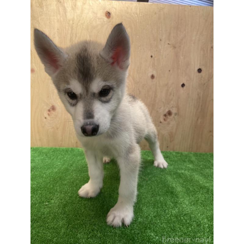 販売中の福岡県のシベリアンハスキー-444605の4枚目