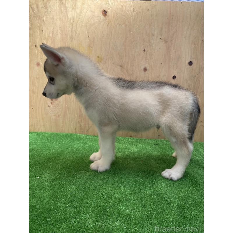 販売中の福岡県のシベリアンハスキー-444605の3枚目