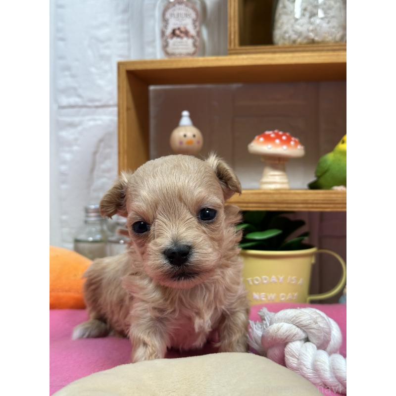 販売中の神奈川県のマルプー:マルチーズ×トイプードル-444600の1枚目
