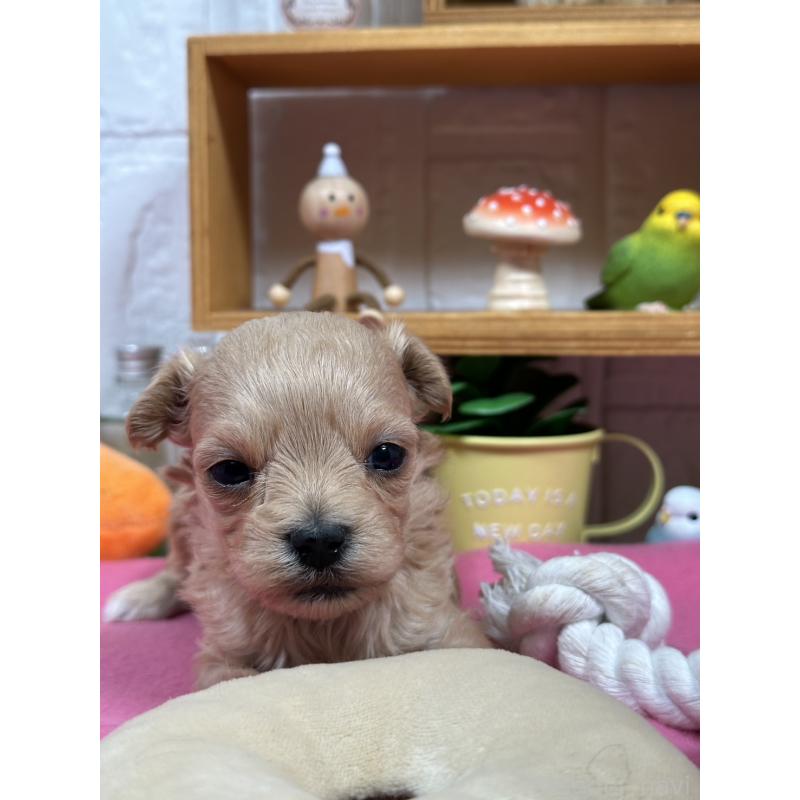 販売中の神奈川県のマルプー:マルチーズ×トイプードル-444600の3枚目