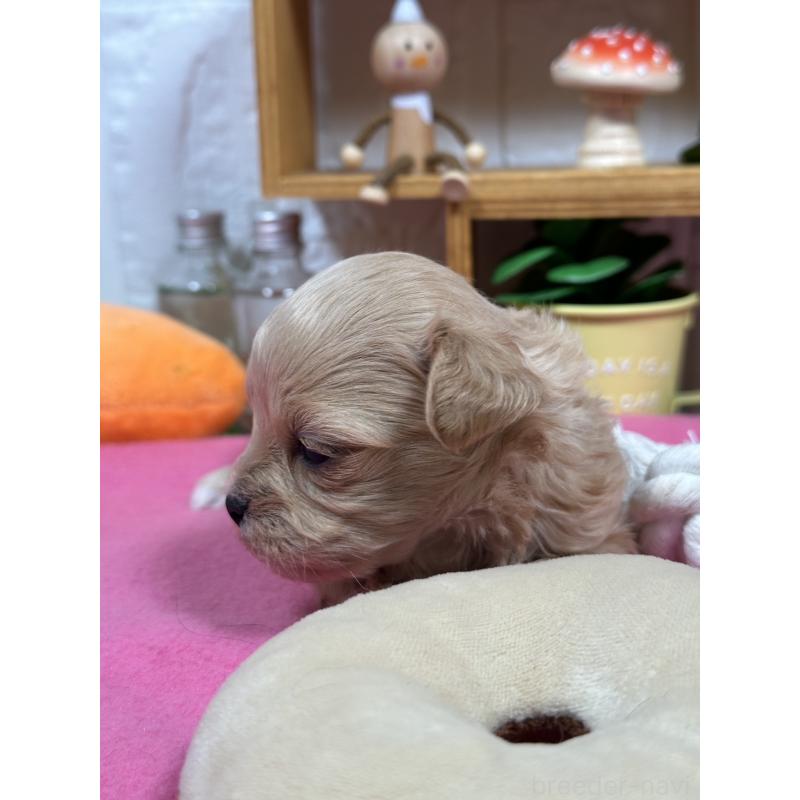 販売中の神奈川県のマルプー:マルチーズ×トイプードル-444600の2枚目