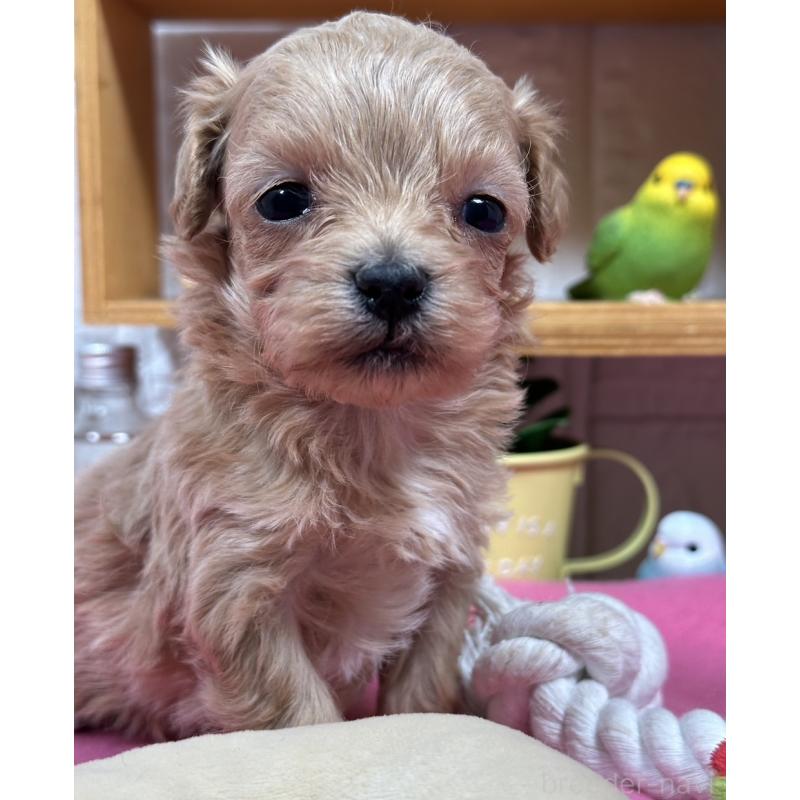 販売中の神奈川県のマルプー:マルチーズ×トイプードル-444601