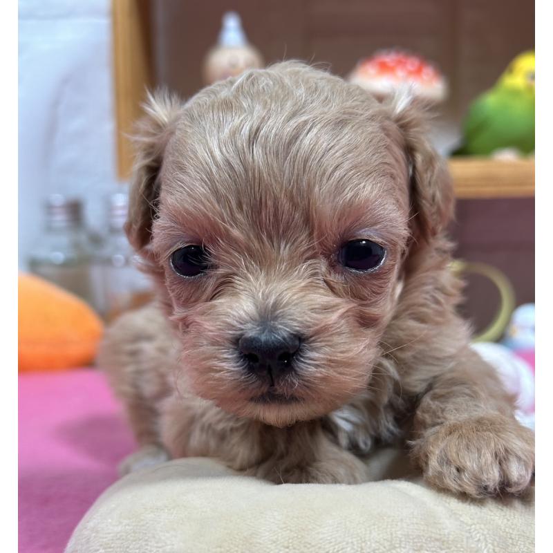 販売中の神奈川県のマルプー:マルチーズ×トイプードル-444601の3枚目