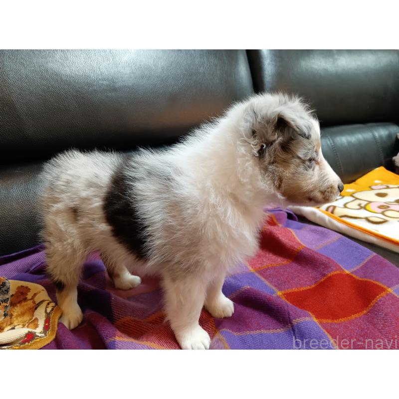 販売中の神奈川県のシェットランドシープドッグ(シェルティ)-444606の6枚目