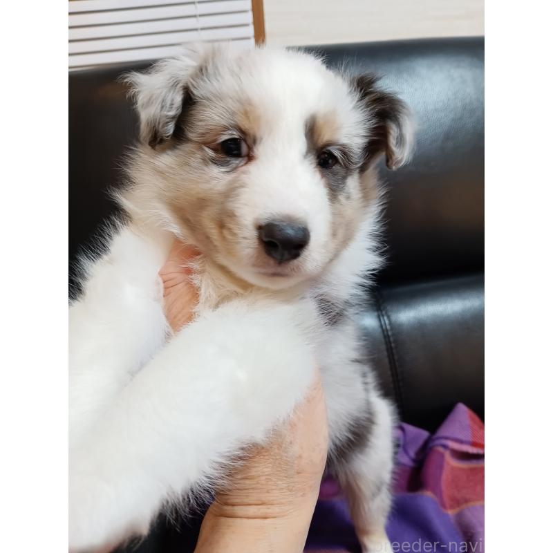 販売中の神奈川県のシェットランドシープドッグ(シェルティ)-444606の5枚目