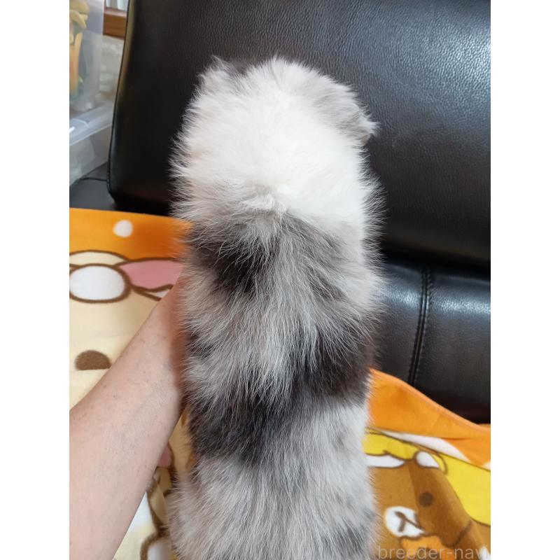 販売中の神奈川県のシェットランドシープドッグ(シェルティ)-444606の4枚目