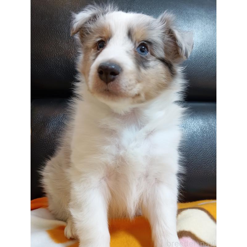 販売中の神奈川県のシェットランドシープドッグ(シェルティ)-444606の3枚目