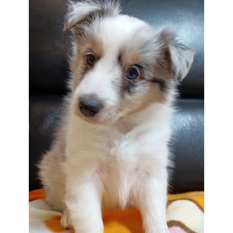 販売中の神奈川県のシェットランドシープドッグ(シェルティ)-444606の2枚目