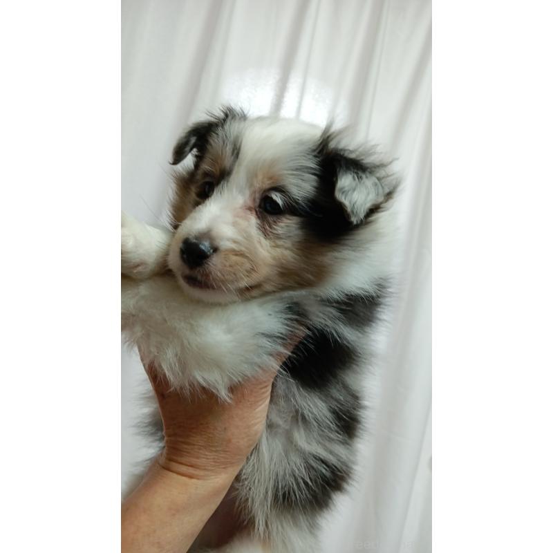 販売中の神奈川県のシェットランドシープドッグ(シェルティ)-444608の5枚目