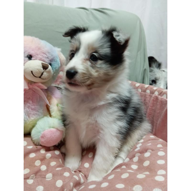 販売中の神奈川県のシェットランドシープドッグ(シェルティ)-444608の3枚目