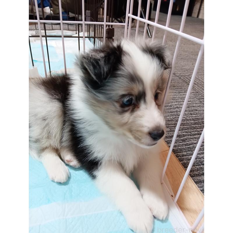 販売中の神奈川県のシェットランドシープドッグ(シェルティ)-444608の2枚目