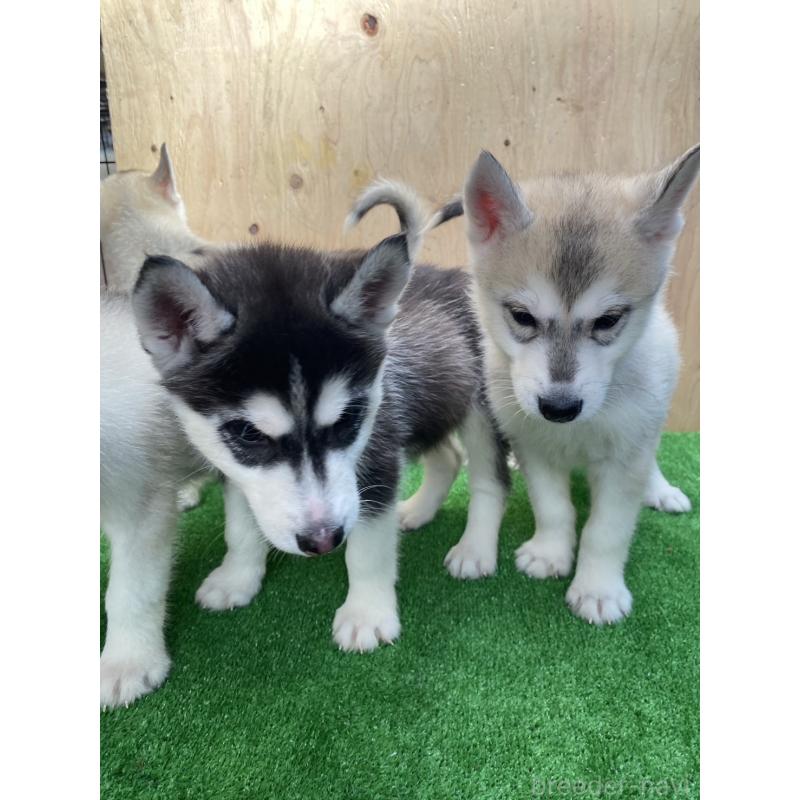 販売中の福岡県のシベリアンハスキー-444602の2枚目