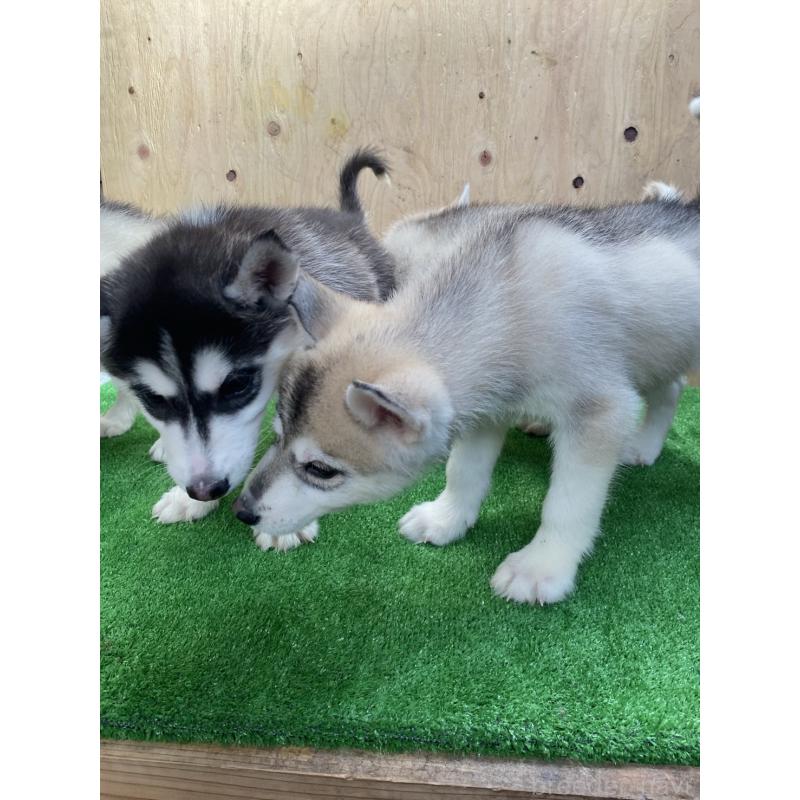 販売中の福岡県のシベリアンハスキー-444604の2枚目