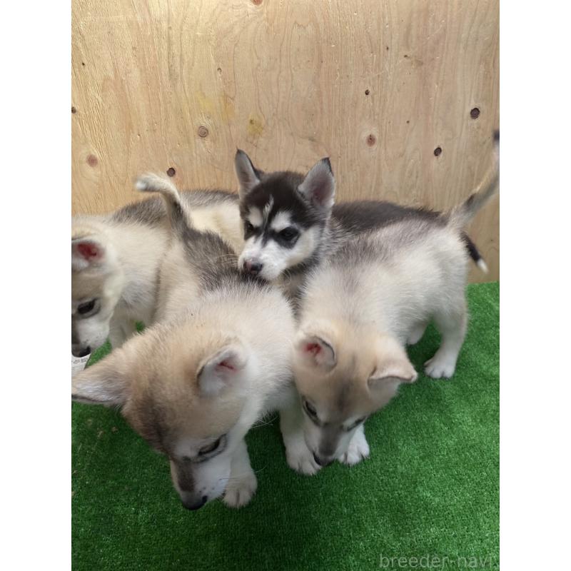 販売中の福岡県のシベリアンハスキー-444605の2枚目