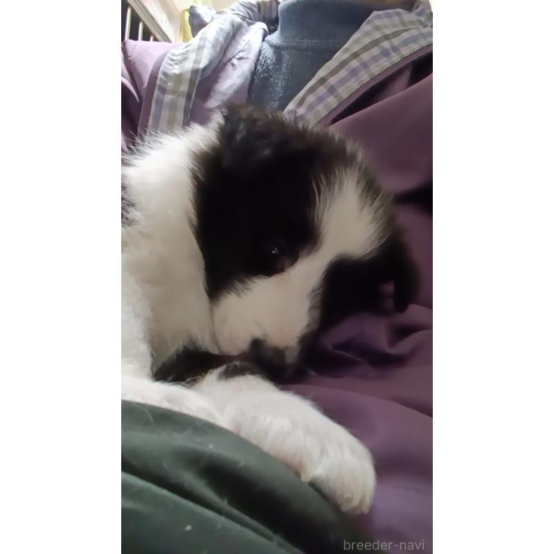 販売中の神奈川県のシェットランドシープドッグ(シェルティ)-444609の5枚目