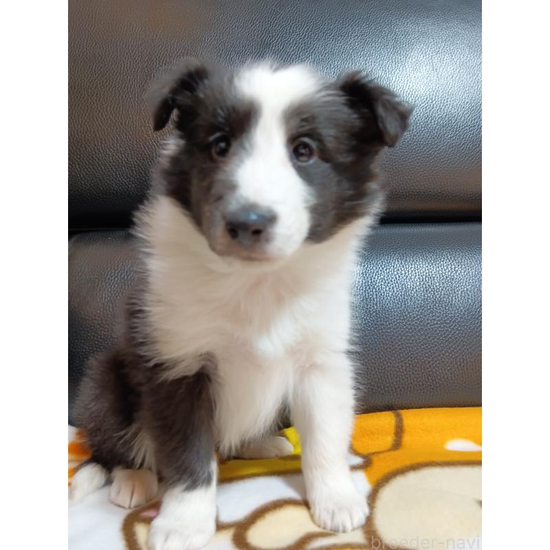 販売中の神奈川県のシェットランドシープドッグ(シェルティ)-444609の3枚目