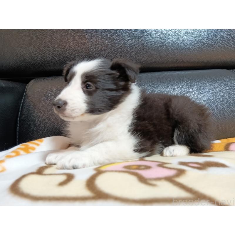 販売中の神奈川県のシェットランドシープドッグ(シェルティ)-444609の2枚目