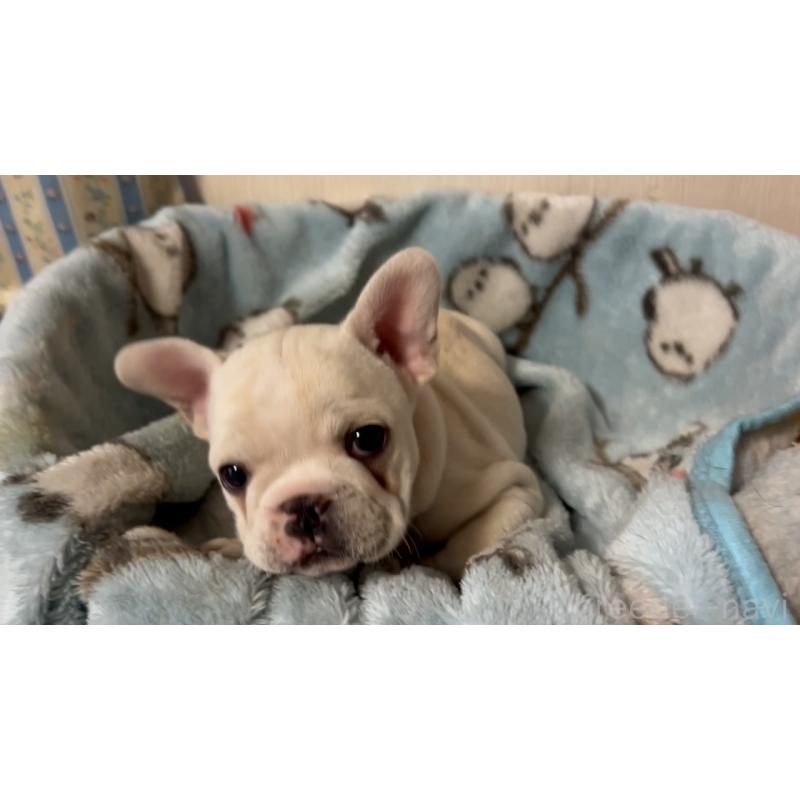 販売中の岡山県のフレンチブルドッグ-434752の2枚目