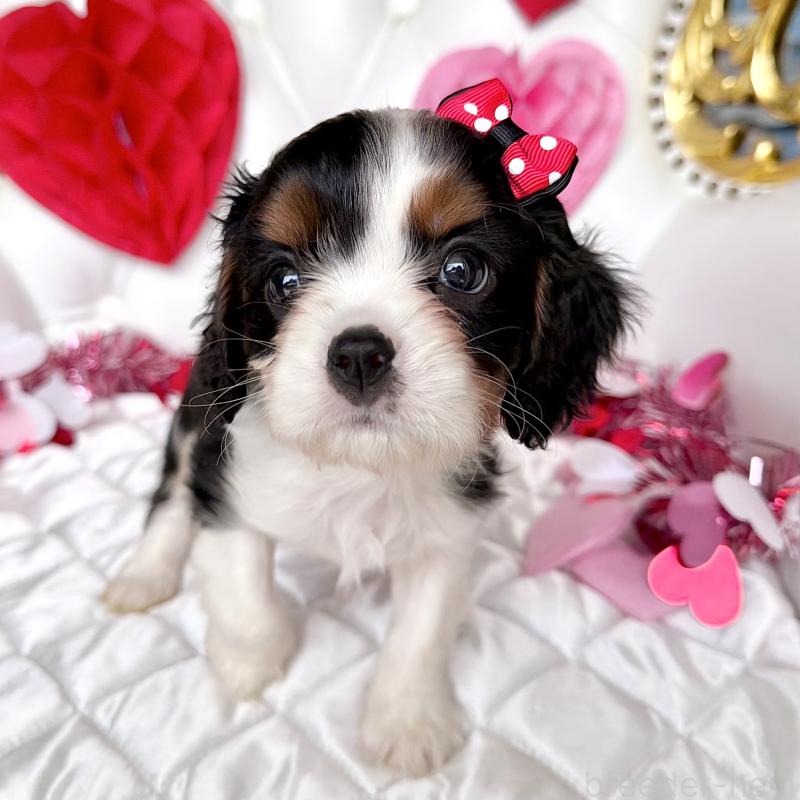 販売中の福岡県のキャバリアキングチャールズスパニエル-439676の44枚目