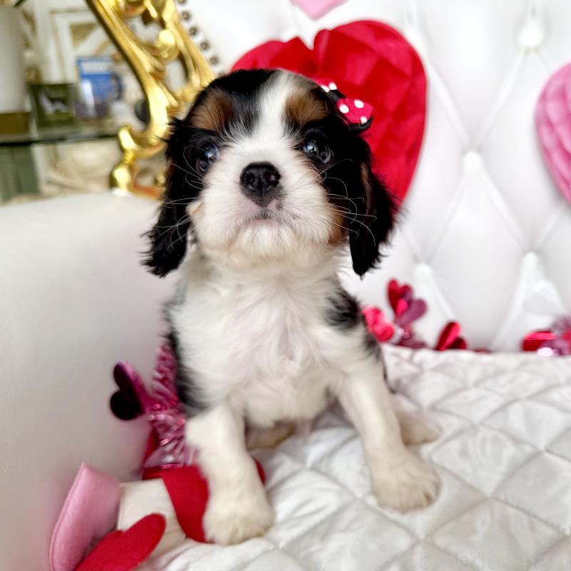 販売中の福岡県のキャバリアキングチャールズスパニエル-439676の43枚目