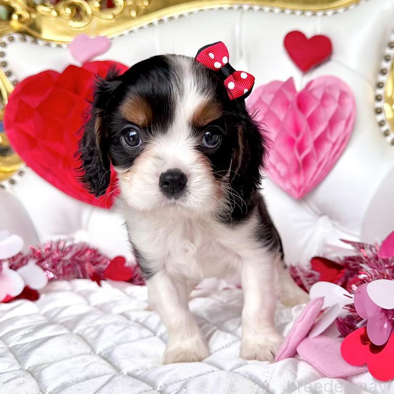 販売中の福岡県のキャバリアキングチャールズスパニエル-439676の41枚目