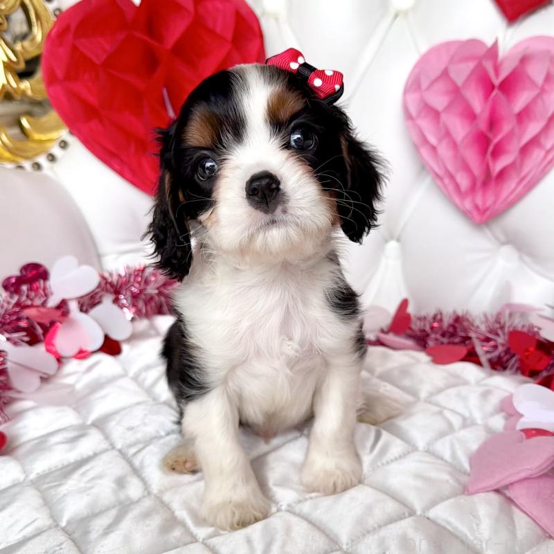 販売中の福岡県のキャバリアキングチャールズスパニエル-439676の40枚目