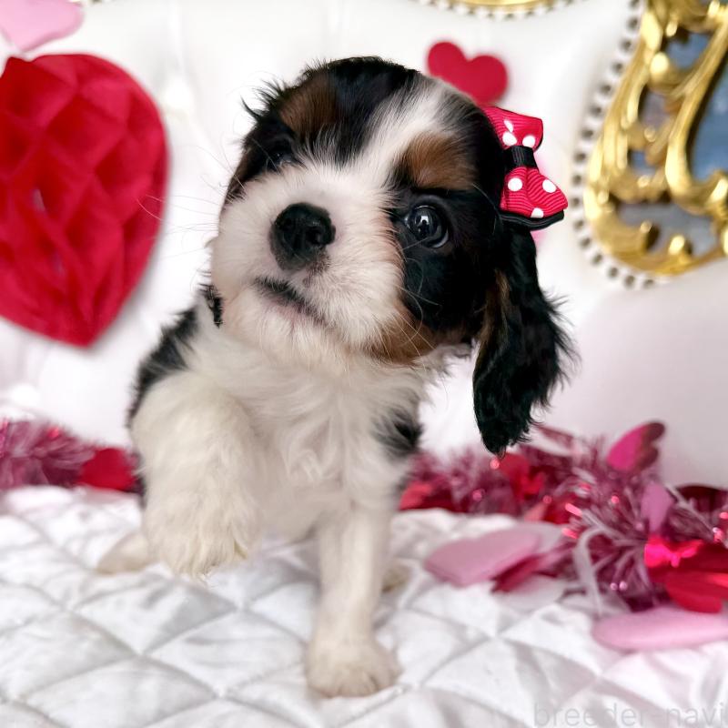 販売中の福岡県のキャバリアキングチャールズスパニエル-439676の39枚目