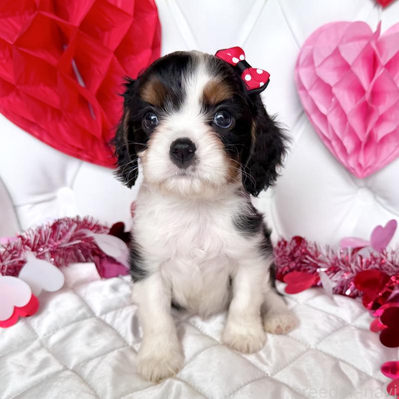 販売中の福岡県のキャバリアキングチャールズスパニエル-439676の38枚目