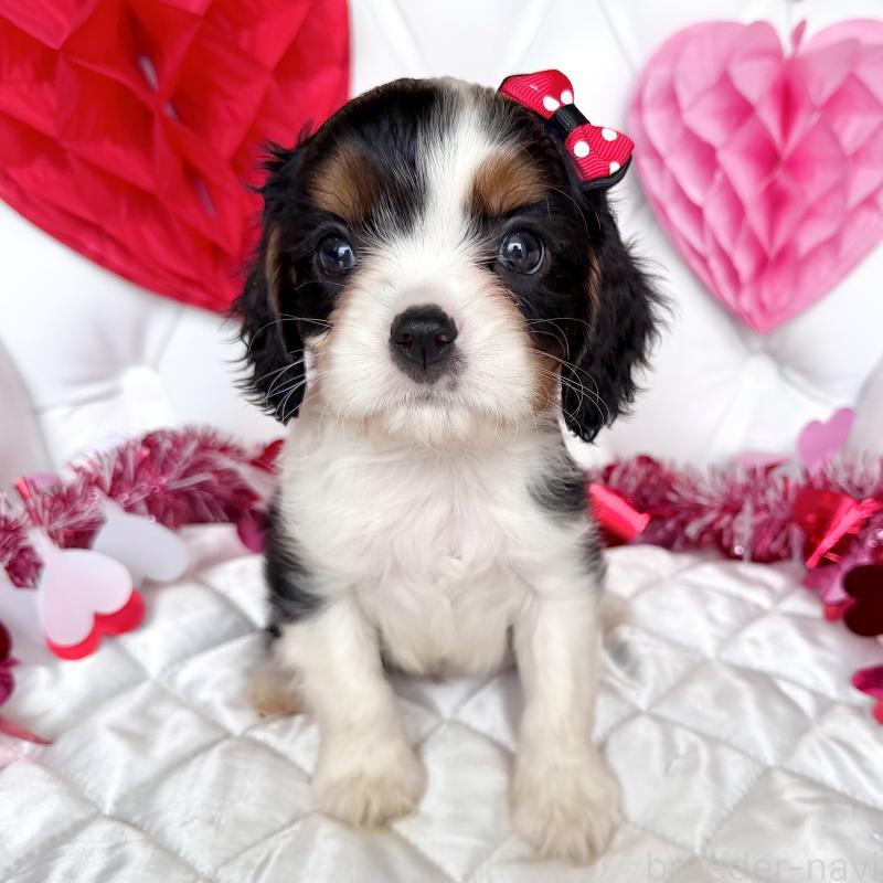 販売中の福岡県のキャバリアキングチャールズスパニエル-439676の37枚目