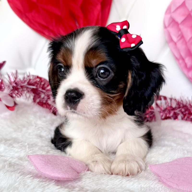 成約済の福岡県のキャバリアキングチャールズスパニエル-439688の10枚目