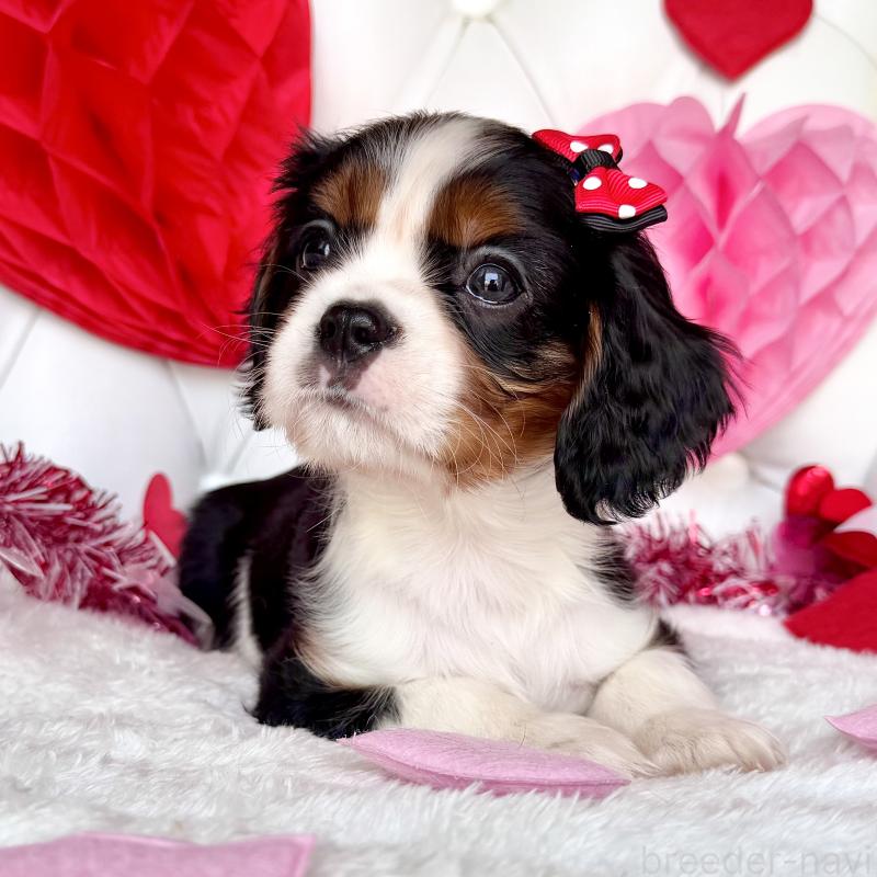 成約済の福岡県のキャバリアキングチャールズスパニエル-439688の8枚目