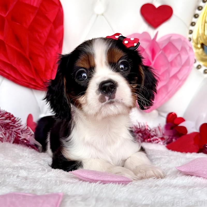 成約済の福岡県のキャバリアキングチャールズスパニエル-439688の7枚目