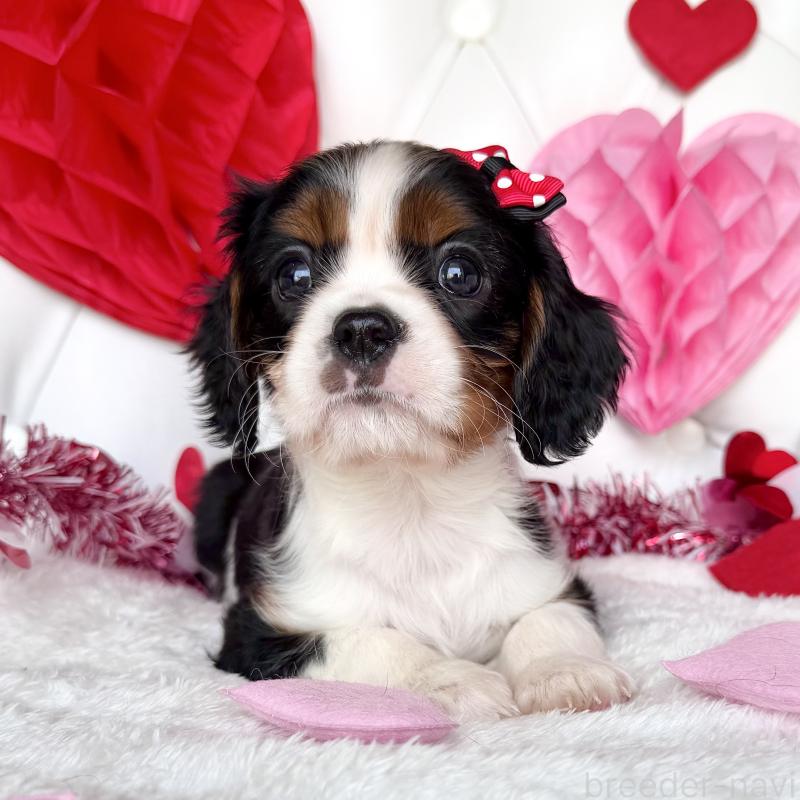 成約済の福岡県のキャバリアキングチャールズスパニエル-439688の6枚目