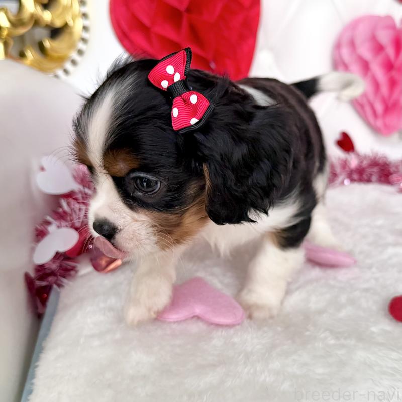 成約済の福岡県のキャバリアキングチャールズスパニエル-439688の5枚目